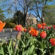 Hundreds of Tulips Create a Carpet of Color at the Camden Traffic Island