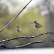 As you might expect from the name, the lesser yellowlegs (on the left in this photo) is diminutive as compared to the greater yellowlegs (on the right). Both species nest in wetlands of the Boreal Forest biome of Canada and Alaska and winter as far south as South America. Photo by Courtney Celley/USFWS, Public Domain, https://www.fws.gov/media/lesser-and-greater-yellowlegs.