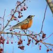 American robins are very adaptable when it comes to finding a meal. In winter, they'll eat berries and other dried fruits. Photo courtesy of Jeff Wells