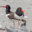 This American oystercatcher pair with chick bred in coastal New York State. The species nested in Maine for the first time in the late 1990s and now are rare to uncommon breeders along much of the Maine coast. Photo by Rhododendrites, courtesy of Wikimedia Commons.