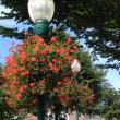Historic Lamppost Baskets