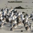 Shorebirds, like these dunlin and sanderlings on the beach in Biddeford Pool, grab quick naps during migration, as some of these are doing. (Photo courtesy of Jeff and Allison Wells)