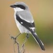 Like its more-common-to-Maine (in winter) northern cousin, the northern shrike, the loggerhead shrike captures small mammals and insects (and occasionally small birds) and often impales them on thorns and twigs so it can more easily tear into them for eating. (Photo by Jeffrey Gammon courtesy of Wikimedia Commons.)