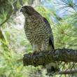 Broad-winged hawks are one of the more frequently seen hawks in summer in the eastern U.S. and southern Canada. Photo by Mykola Swarnyk, courtesy of Wikimedia Commons CC BY-SA 4.0 <https://creativecommons.org/licenses/by-sa/4.0>
