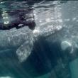 Filmmaker Cheryl Dean close to mom and calf in a scene from the documentary  “The Right Whale: Tales of Resilience and Hope," screening at the Harbor Theater July 26. Courtesy of the theater and documentary filmmakers