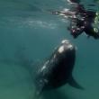 Calf looking up at Cheryl Dean. Courtesy of the Harbor Theater and filmmakers