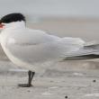 Caspian terns are the largest tern species in the world. They nest north and south of Maine, so migrants occasionally pass through the state. Photo by mdf. courtesy of Wikimedia Commons.