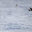 Adding to the adventure: spying Wilson's storm-petrels from the Hardy Boat on the way out to Eastern Egg Rock as well as on the way back to New Harbor. Photo by lwolfartist couresty of Wikimedia Commons