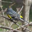 Given that the informal name many birders use for this bird is the "butterbutt," it's no surprise that its formal English name is the yellow-rumped warbler. Photo courtesy of Jeff Wells.