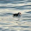There are few activities as enjoyable as watching puffins off the coast of Maine on a hot summer evening, especially with members of the Natural Resources Council of Maine. (B Comeau/NRCM)