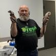 Mr. Drew compares a healthy blue-tongued skink (right) with one that has a permanent spine curvature from metabolic bone disease. The latter did not receive proper care after being purchased from a pet store. ISABELLE CURTIS/Boothbay Register