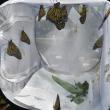 New monarchs for Pollination Station. No one can resist Pollination Station's Willow Moon, an Eastern Screech Owl. LISA KRISTOFF/Boothbay Register  