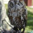 No one can resist Pollination Station's Willow Moon, an Eastern Screech Owl. LISA KRISTOFF/Boothbay Register  
