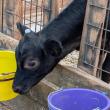Cow Spa
