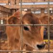 Cow Spa