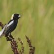 The bubbling song of bobolinks was a common sound across much of Maine, including the Boothbay Penninsula many decades ago when agriculture was more prevalent. Photo by Paul Danese, courtesy of Wikimedia Commons. 