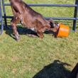 Cow Spa