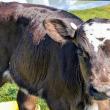 Cow Spa
