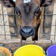 Cow Spa