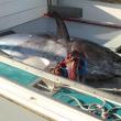 The  914-pound tuna. STEVE EDWARDS/Boothbay Register