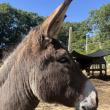 Amigo, the donkey, a resident at Darrowby. Courtesy photo