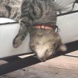Tiger, aka "Little Man." Courtesy photo