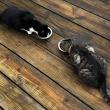 Tiger, aka "Little Man," with Blakeley.  Courtesy photo