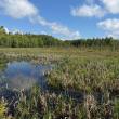 A view across Marsh River Bog toward Coastal Rivers’ newest conservation land in Newcastle, expanding connected habitat across 112 acres of forest and wetlands. Courtesy of Coastal Rivers