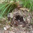An ovenbird nest tucked discreetly into the leaf litter on the new property. These ground-nesting songbirds depend on large, undisturbed mature forests with thick leaf litter. Courtesy of Coastal Rivers