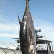 Dark Horse's 574-pound tuna. STEVE EDWARDS/Boothbay Register