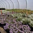 Home gardeners and aspiring growers can learn more about greenhouse technology and lighting at an upcoming UMaine Extension workshop held at the Coastal Maine Botanical Gardens in Boothbay on Oct. 17. Courtesy of University of Maine Cooperative Extension