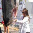 Tournament coordinator Jax Hepburn cleans ice out of a tuna. STEVE EDWARDS/Boothbay Register