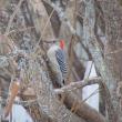 The expansion of red-bellied woodpecker populations into Maine that has taken place in Maine over the last twenty years has been documented thanks to the thousands of volunteer Maine birders who submit their records into eBird and other community science projects. Photo courtesy of Jeff Wells
