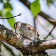 University of Maine Cooperative Extension is hosting a 10-session, online backyard birding course where youth ages 10-14 will learn to identify common backyard birds and develop observation and documentation skills. Courtesy of University of Maine.