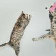"CatVideoFest 2026" opens Friday, Oct. 16 at the Harbor Theater. Courtesy of the venue