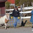Farm owner Amy Reny brings a pony to the visitors. KEVIN BURNHAM/Boothbay Register