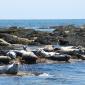 Seals