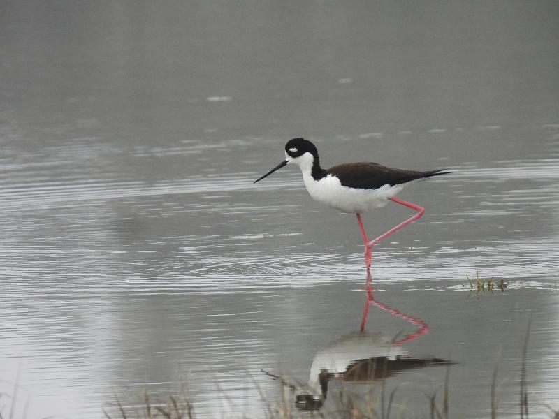 Maine is currently hosting several of the rare-to-the-state black-necked stilt this spring, including in Cape Elizabeth, where this photo was taken. Courtesy of Rob Speirs