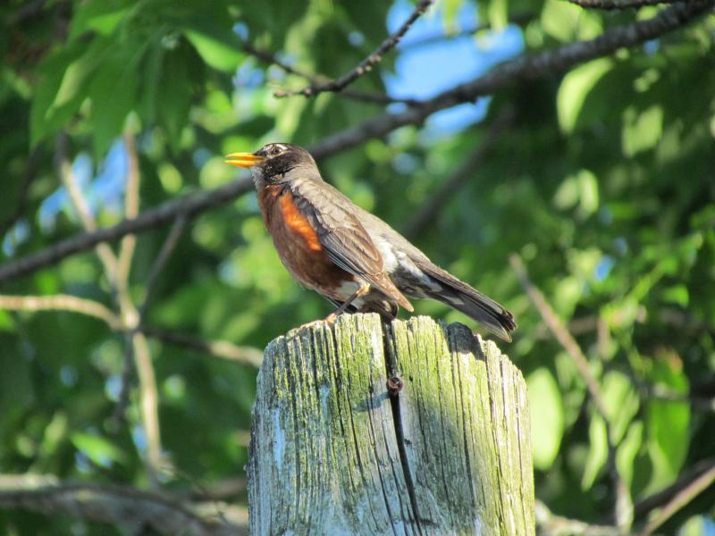 The authors have noticed a resurgence in American robins singing as they walk through their neighborhood. (Photo courtesy of Jeff Wells)