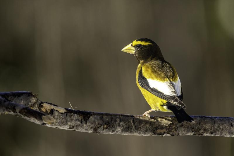 This evening grosbeak was photographed in northern Minnesota. Note the large bill and bright yellow body. Photo courtesy of Lauri Shaull, wikimedia commons