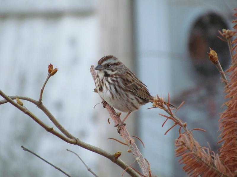 Song sparrows and other birds will live with each other's close presence when feeding, at least to a point. But they can hold their own even against larger birds when they need to. Photo courtesy of Jeff Wells.