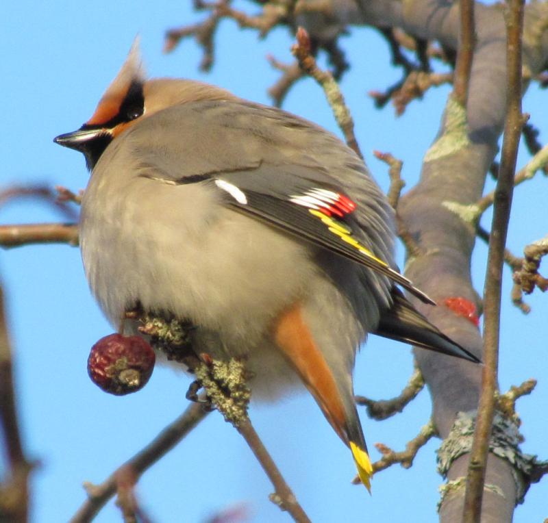The bohemian waxwing is the boisterous and more colorful out-of-town cousin of the usually more common cedar waxwing. Photo courtesy of Jeff Wells