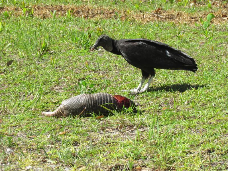 A black vulture partakes of what, to them, is a classic Florida meal: an expired armadillo. (Photo courtesy of Allison Wells)