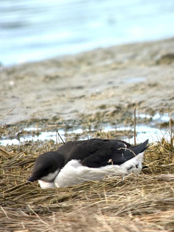 One of several dovekies that floated in at Parsons Beach in Kennebunkport after the bomb cyclone of February 2026. This bird later made its way on its own back out to sea; hopefully, it found food and recovered. Photo courtesy of Magill Weber