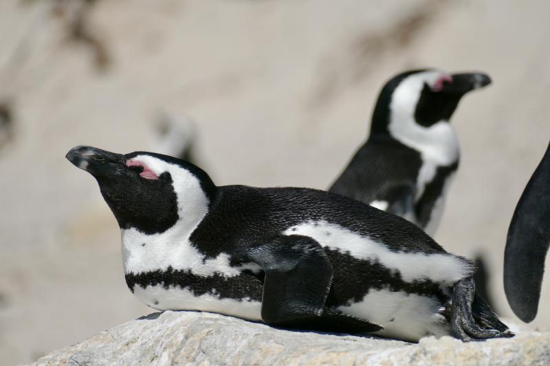 Certain penguin species sleep in four-second micro-naps during incubation so they can remain vigilant against predators. (Pictured: African penguin, photo by Bernard Dupont, courtesy of Wikipedia Commons) 