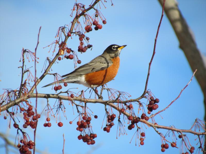 American robins are very adaptable when it comes to finding a meal. In winter, they'll eat berries and other dried fruits. Photo courtesy of Jeff Wells