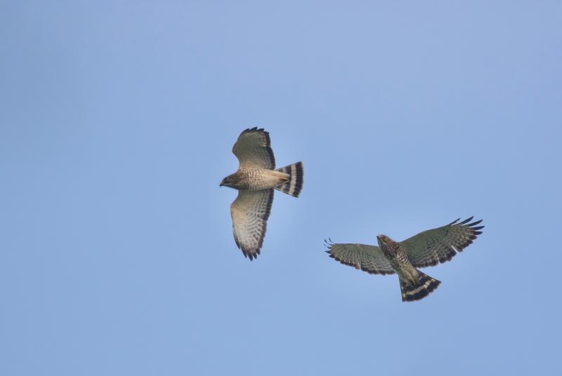 Despite the fact that it's called a "broad-winged hawk," the bird's most striking feature is its black and white striped tail. Photo by Gregory "Slobirdr" Smith, courtesy of Wikimedia Commons CC BY-SA 2.0 <https://creativecommons.org/licenses/by-sa/2.0>