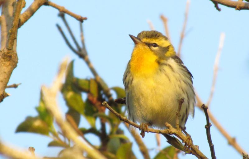 It's the time of year when the so-called "confusing fall warblers" can be found in forests and shrubby patches across the state as they migrate south for the winter. Photo courtesy of Jeff Wells