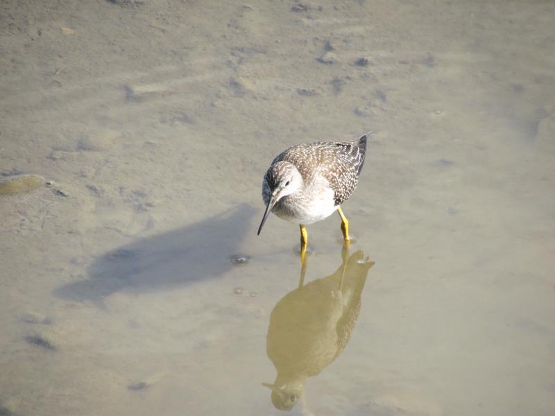 Lesser yellowlegs are currently migrating through Maine from their Boreal Forest nesting grounds. The authors saw this one during low tide near the Yarmouth Town Landing. Courtesy of Jeff Wells