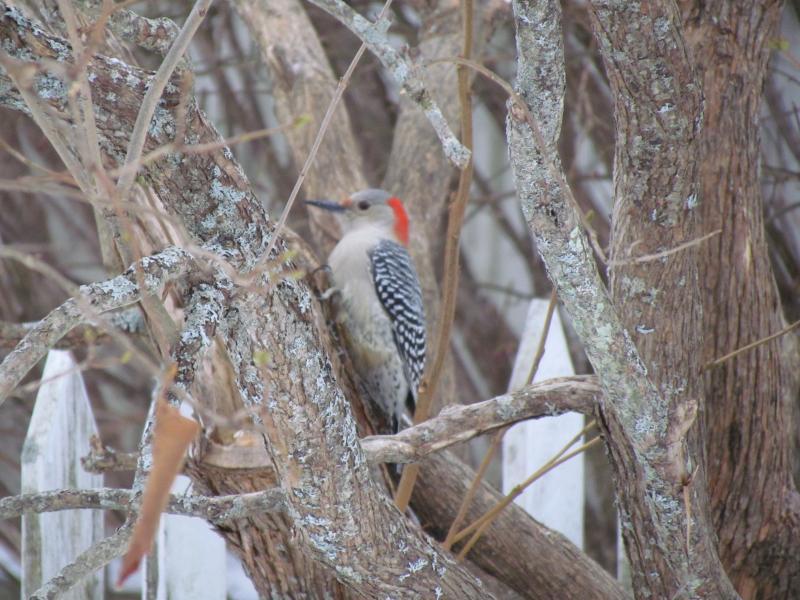 The expansion of red-bellied woodpecker populations into Maine that has taken place in Maine over the last twenty years has been documented thanks to the thousands of volunteer Maine birders who submit their records into eBird and other community science projects. Photo courtesy of Jeff Wells